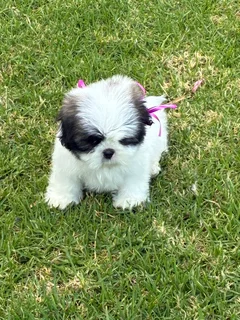Shih Tzu puppies