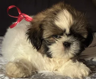 Shih Tzu puppies