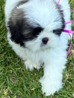 Shih Tzu puppies