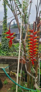 Heliconia Plants
