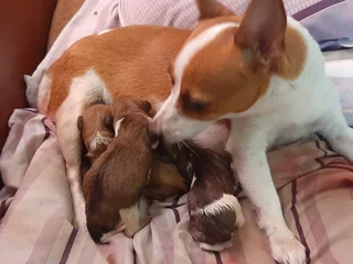 Jack Russell puppies