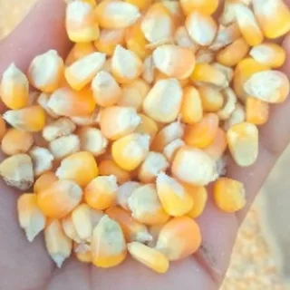 Yellow and white Maize for sale