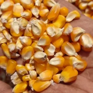 Yellow and white Maize for sale