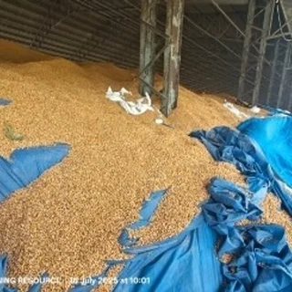 Yellow and white Maize for sale