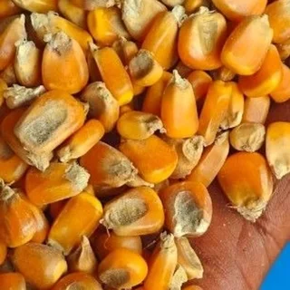 Yellow and white Maize for sale