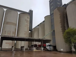 Yellow and white Maize for sale