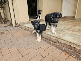 German Shepherd puppies for sale