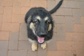German Shepherd puppies