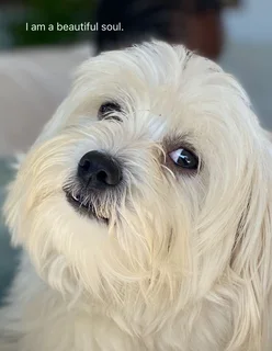 Maltese poodle free to good home