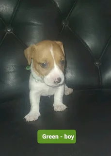 Jack Russell Puppies available