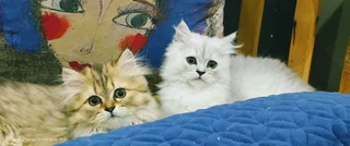 Chinchilla longhair Kittens