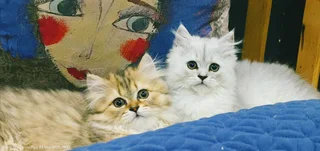 Chinchilla longhair Kittens