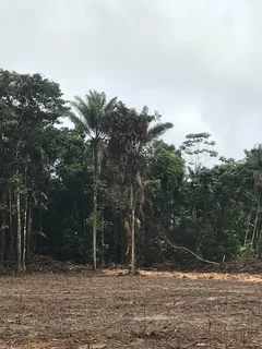Vacant land for sale in the Amazon Jungle