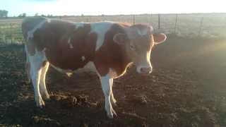 Purebred A2 Guernsey Bull – Exceptional Grass-Based Genetics