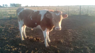 Purebred A2 Guernsey Bull – Exceptional Grass-Based Genetics