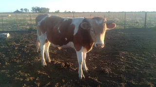 Purebred A2 Guernsey Bull – Exceptional Grass-Based Genetics