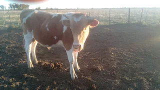 Purebred A2 Guernsey Bull – Exceptional Grass-Based Genetics