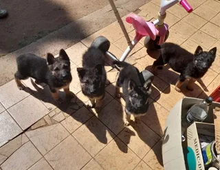 Purebred German Shepherd Puppies for Sale