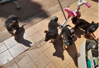 Purebred German Shepherd Puppies for Sale