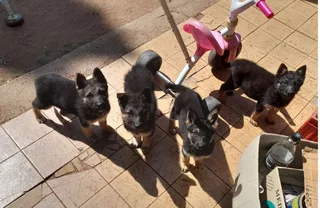 Purebred German Shepherd Puppies for Sale