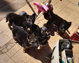 Purebred German Shepherd Puppies for Sale