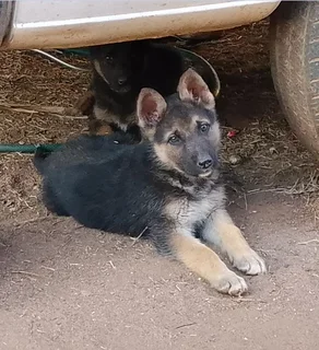 Purebred German Shepherd Puppies for Sale.