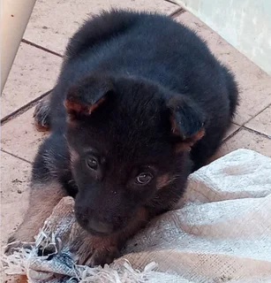 Purebred German Shepherd Puppies for Sale.