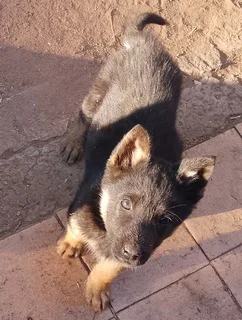 Purebred German Shepherd Puppies for Sale.