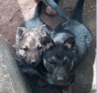 Purebred German Shepherd Puppies for Sale.