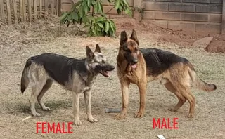 Purebred German Shepherd Puppies for Sale.