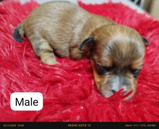 Yorkie puppies available
