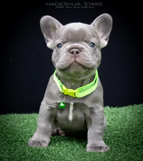 French Bulldog Puppy