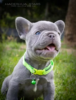 French Bulldog Puppy