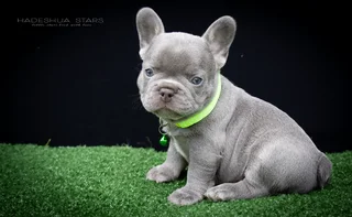 French Bulldog Puppy