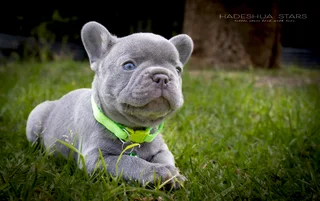French Bulldog Puppy