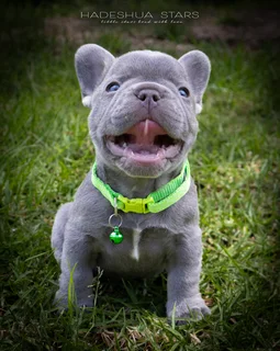 French Bulldog Puppy