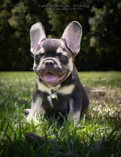 French Bulldog puppies
