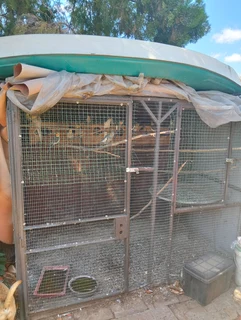 Cocktaile - Ad posted by Dennis Coetzee