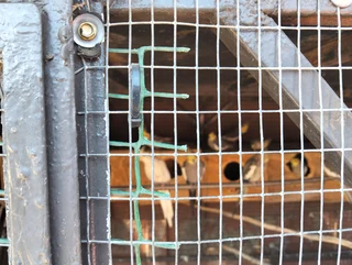 Koketiele - Ad posted by Dennis Coetzee