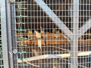 Koketiele - Ad posted by Dennis Coetzee