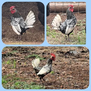 3x Sebright roosters