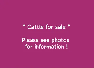 Healthy cattle for sale