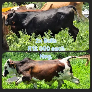 Healthy cattle for sale