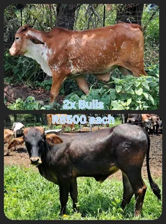 Healthy cattle for sale