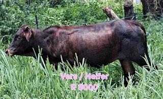 Healthy cattle for sale
