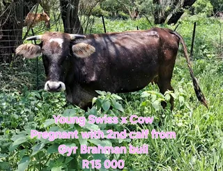 Healthy cattle for sale