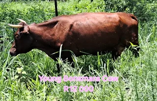 Healthy cattle for sale