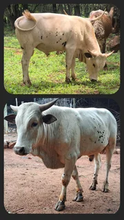 Nguni x Boran bulle