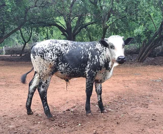 Nguni x Boran bulle