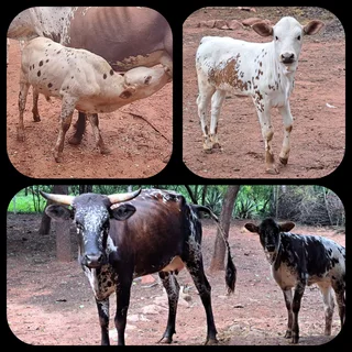 Nguni x Boran bulle
